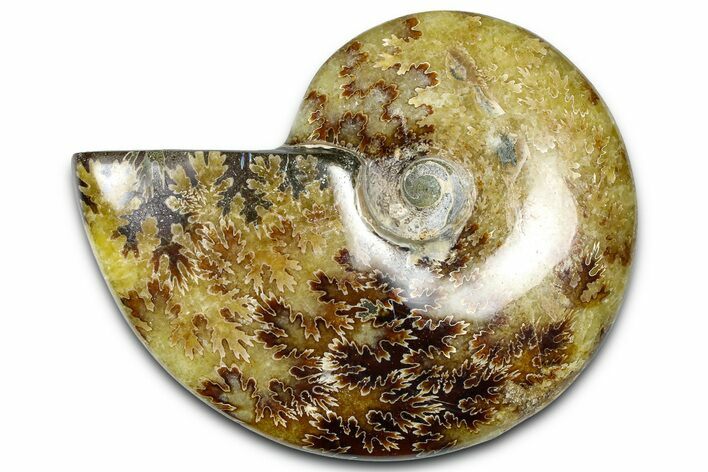 Polished Ammonite (Cleoniceras) Fossil - Madagascar #364996